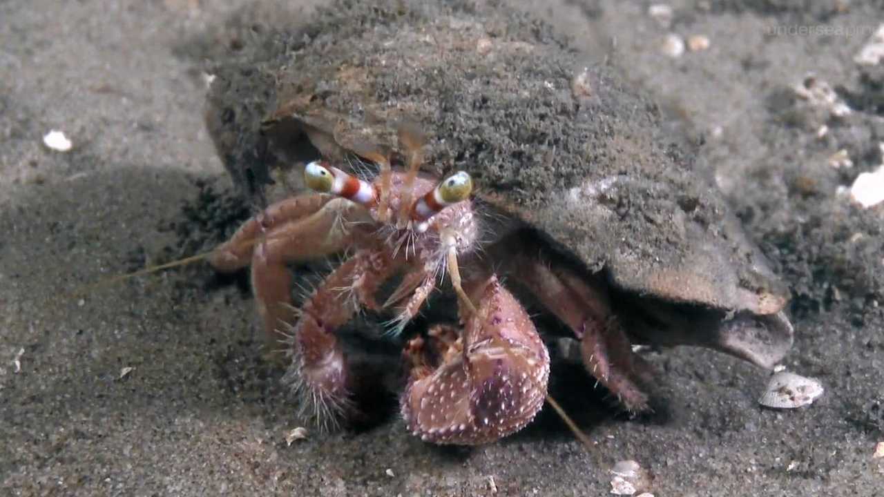 New footage shows ‘barren’ seabed at Tin Can Bay | The Courier Mail