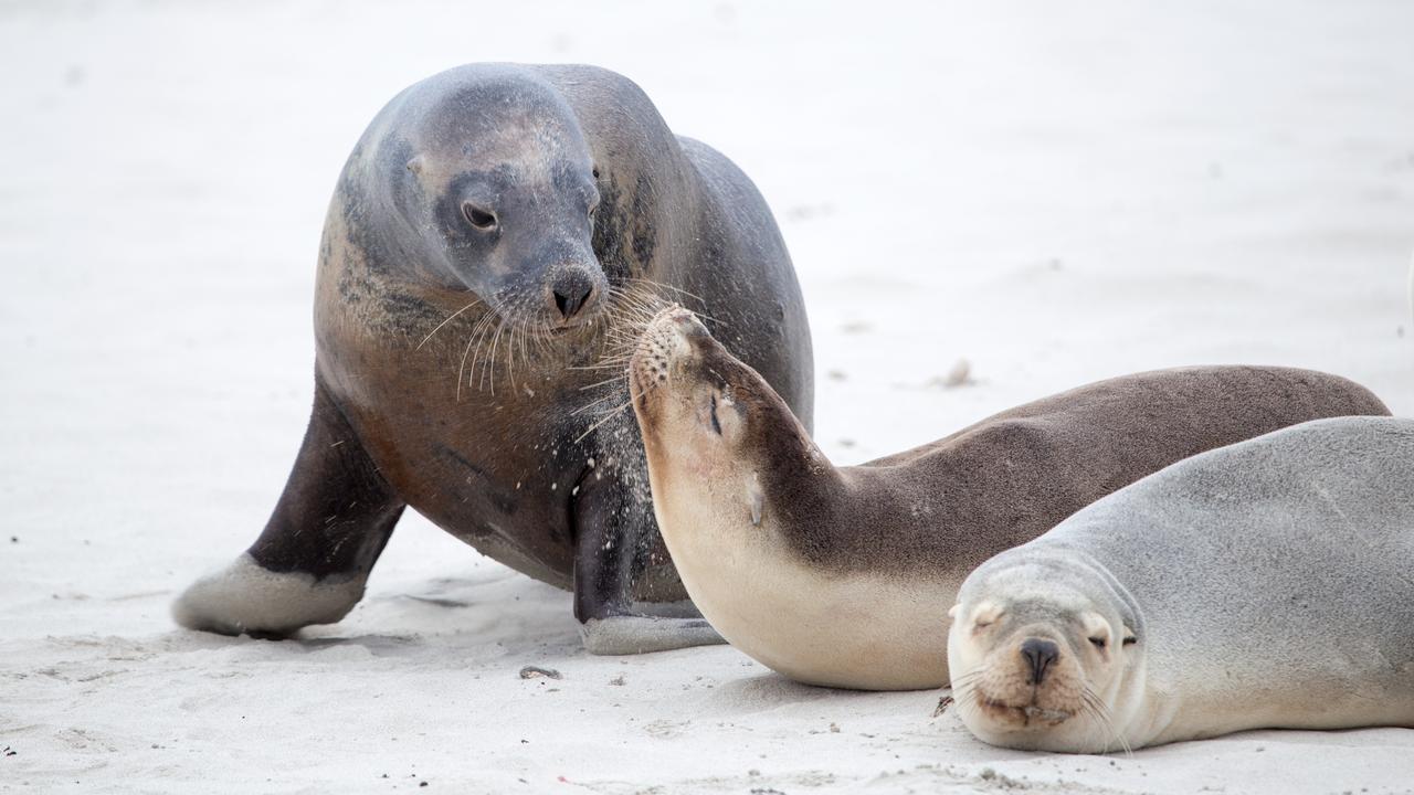 Seal Bay Conservation Park on Kangaroo Island. Picture: Jake Wundersitz, South Australian Tourism Commission