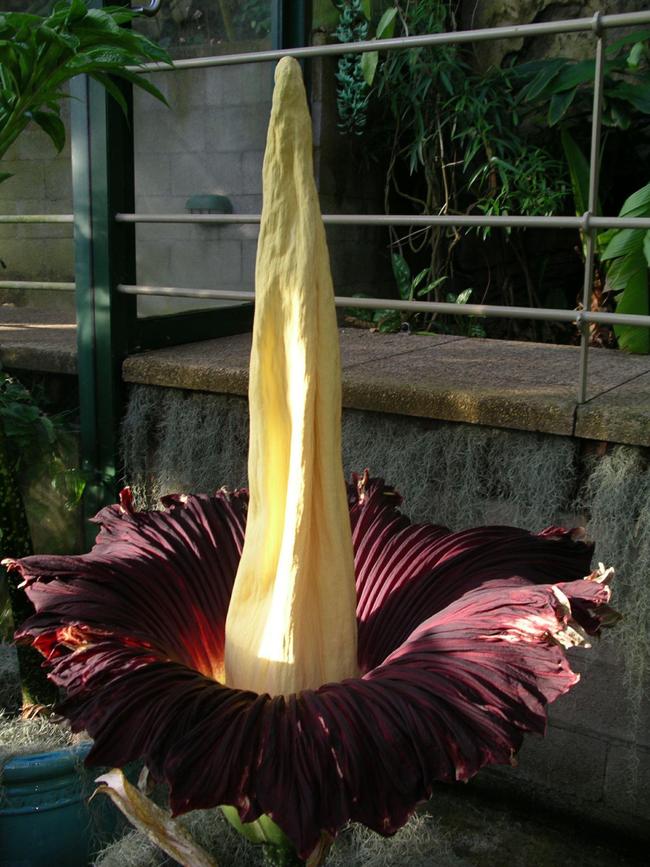 Putricia as she appeared when she bloomed in 2008. Picture: Supplied/ Royal Botanic Gardens