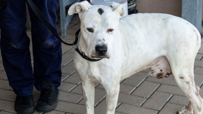 Preece claimed she could not afford both vet treatment for Lucifer and food for her children. Picture: RSPCA