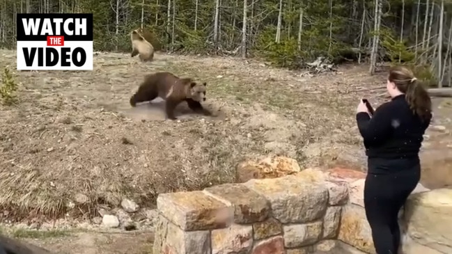 Tourist charged over bear video