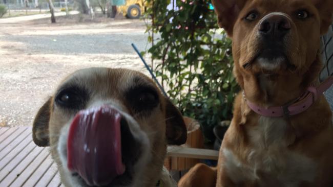 Day of Dogs 2018. Jack Russell cross Foxy Max licks his lips in anticipation of a treat while Kelpie Ava looks on at the same treat. Picture: Georgie Sanders