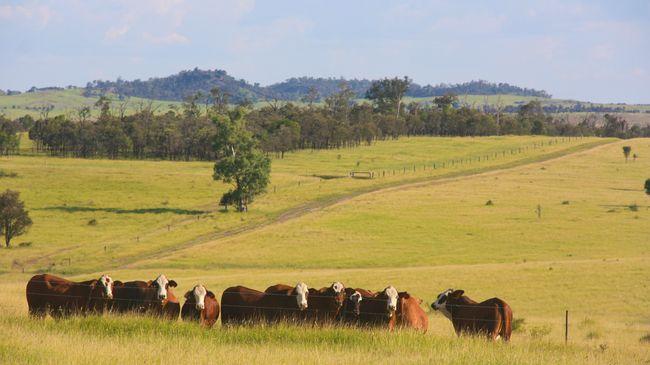 Situated between the regional centres of Roma and Taroom, approximately 420 kilometres west of Brisbane, Lighthouse is a quality agricultural landholding that has a long run production history.