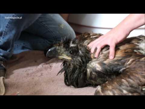 POLAND:    Eagle Washed and Fed After Dramatic Rescue in Poland   July 26