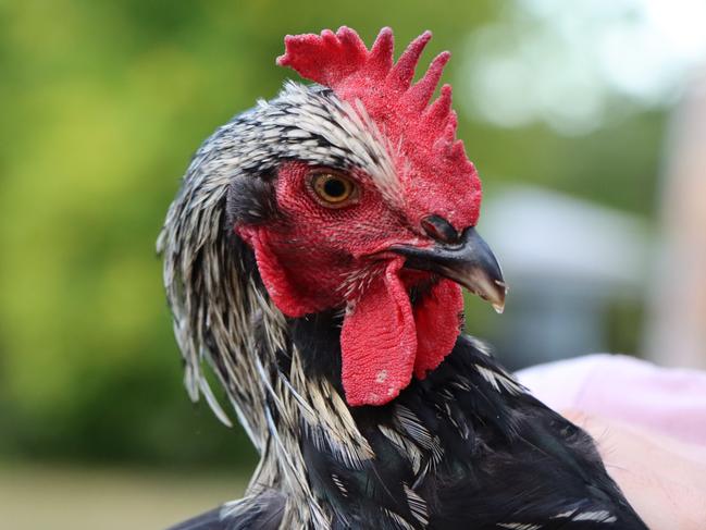 Rooster Jake was fortunate to be rehomed after being dumped near the Borrow Pits in Kelso. Picture: Supplied.