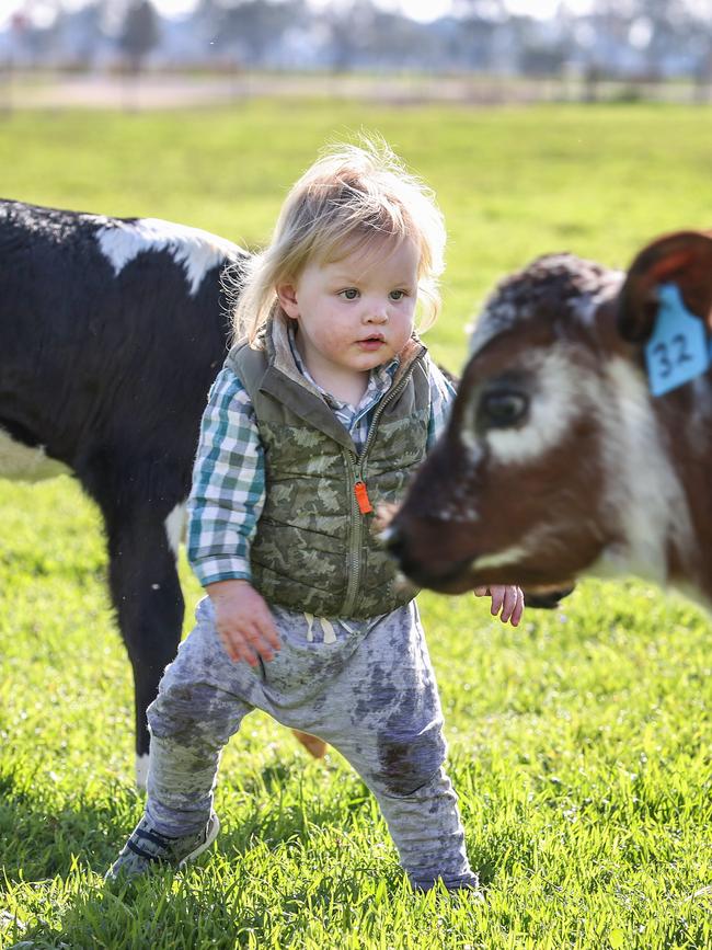 Lawson plays in the paddock with calves after surviving the ordeal. Picture: David Caird