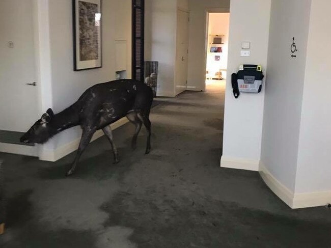 This wild deer caused an estimated $100,000 damage in Ringwood in August 2017. Picture: Supplied