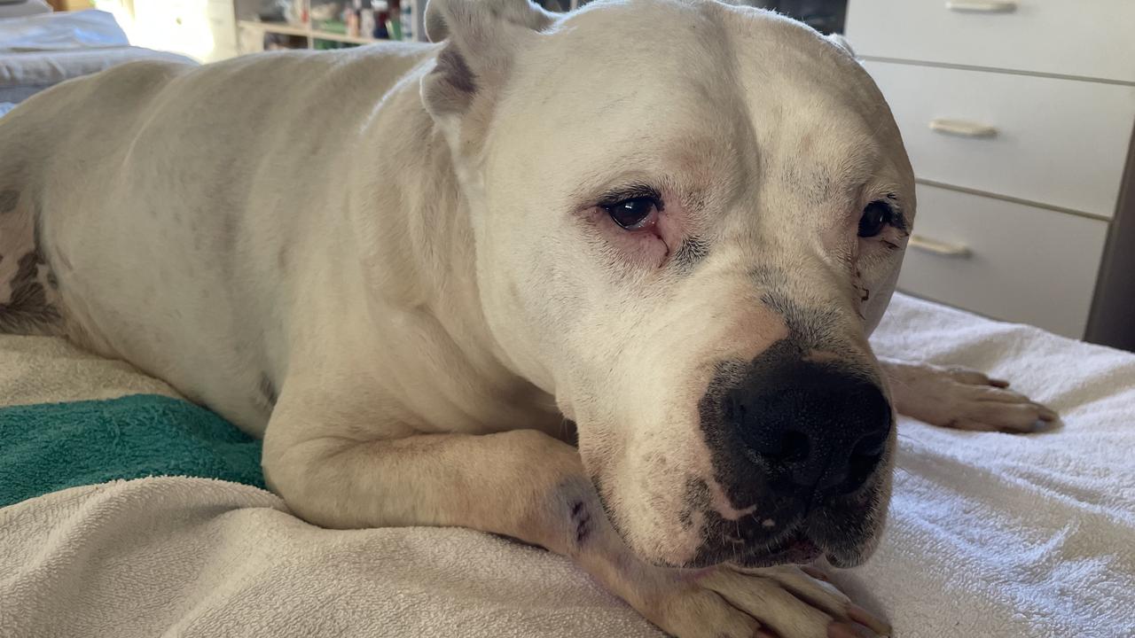 Dog’s incredible survival tale in crash that killed his ‘best mate’