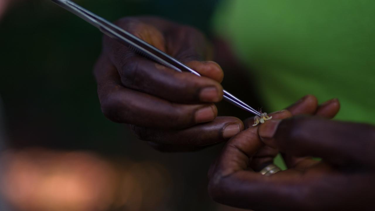 Growing cocoa is painstaking work that has defied automation. Here a farmer mates the female and male plants by hand. Picture: Kwabena Agyeman / KwaMani Photography.