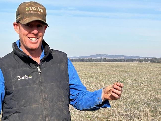 Ben Langtry of Marrarvale Pastoral Company at Marrar inspects a crop of barley. Picture: Nikki Reynolds