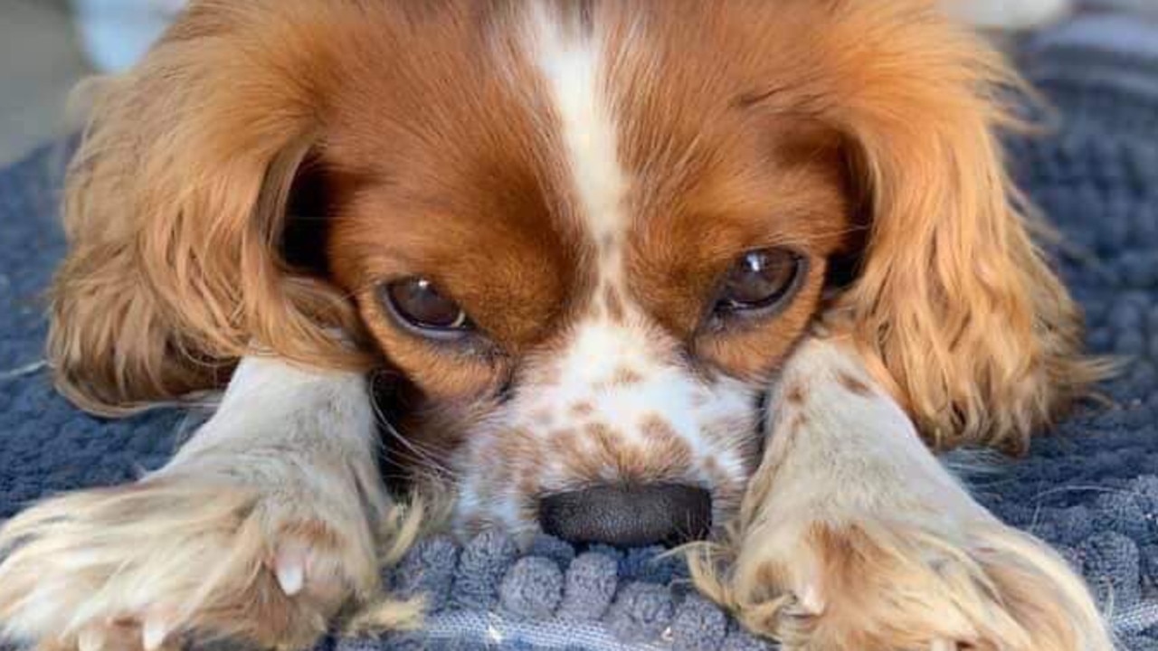 It was the peak of Sydney’s summer heat when Gizmo disappeared in February. Picture: Supplied