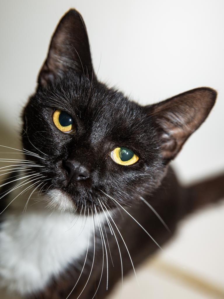 International Cat Day: RSPCA and AWLQ cats available for adoption in ...