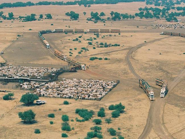 Austalia’s biggest meat producers, S Kidman & Co Ltd, loading cattle at the Helen Springs Station, one of the company’s 13 farms which could be sold to overseas investors.