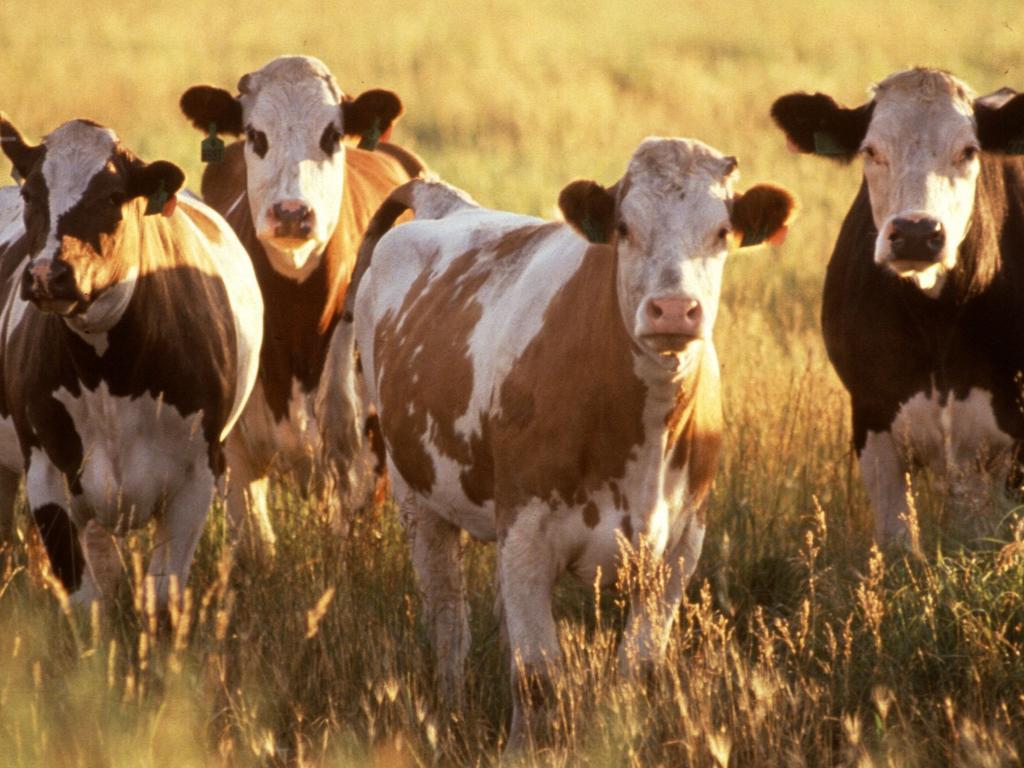 Aussie farmers are holding onto some of their stock in order to rebuild herds in the wake of the drought.