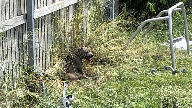 American Staffordshire Bull Terrier Ciara, tethered in a backyard at Boronia Heights. She survived. Picture: Supplied