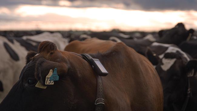 Halter's smart collars create virtual fences and allow farmers to better monitor their pasture and shift livestock with the swipe of a finger on a smartphone.