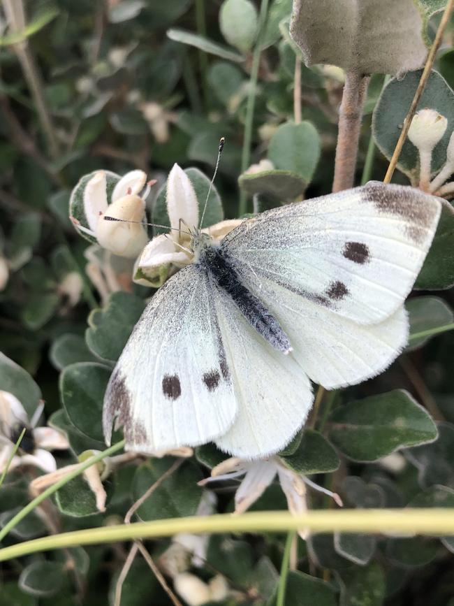 Recent wet, humid conditions have delivered ideal breeding conditions. Picture: Alan Barber