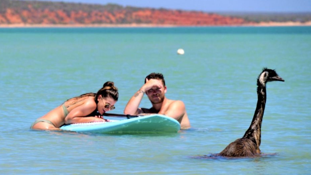 You never know who you’ll come across when you’re swimming at Monkey Mia. Picture: Tourism WA