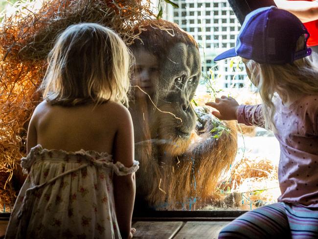 Melbourne Zoo reopens after lockdown. Children get close to Malu - orang-utan. Picture: Jake Nowakowski