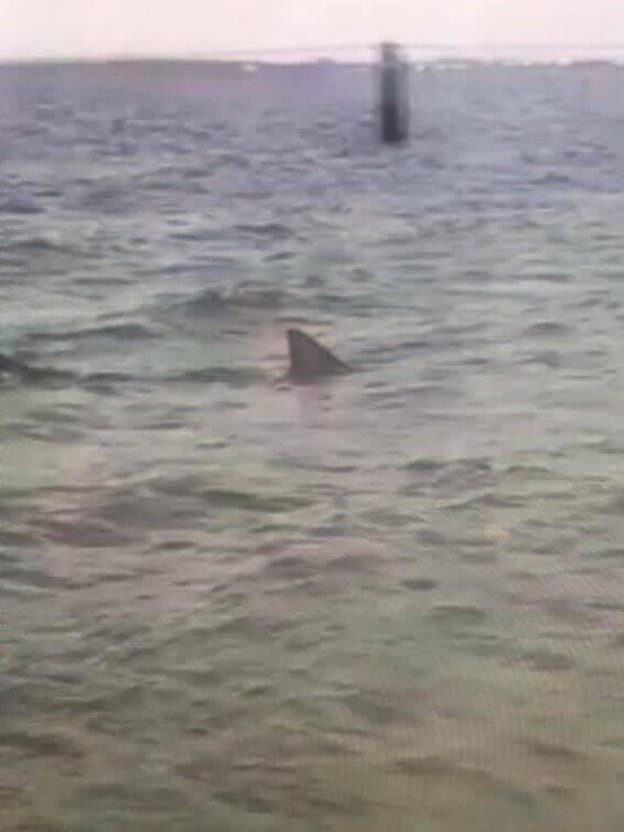 Images reportedly show a large shark stuck in the nets at Brighton Le Sands. Picture: Supplied by Tanya Kul