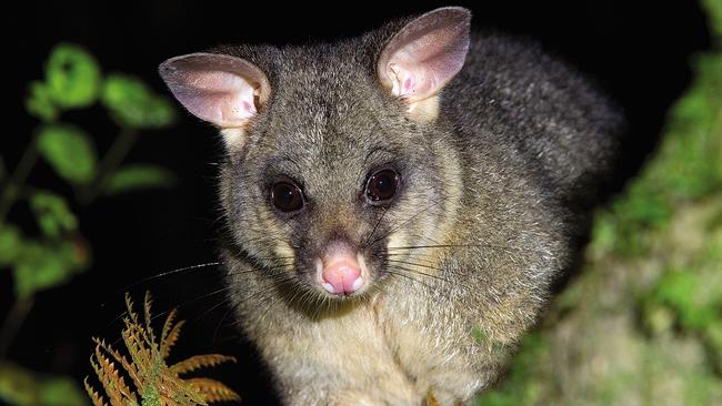 A new wildlife and trails guide has been released for Magnetic Island, showing visitors the best spots to get up close to some of the island's wildlife.Pictured: Brush-tail possumImages courtesy of TEL, Andrew Rankin, Mary-Anne Law, and Magnetic Informer