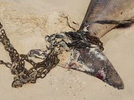Dead Dugong wrapped in a chain at Rainbow Beach. Photo: Allen Van Klooster
