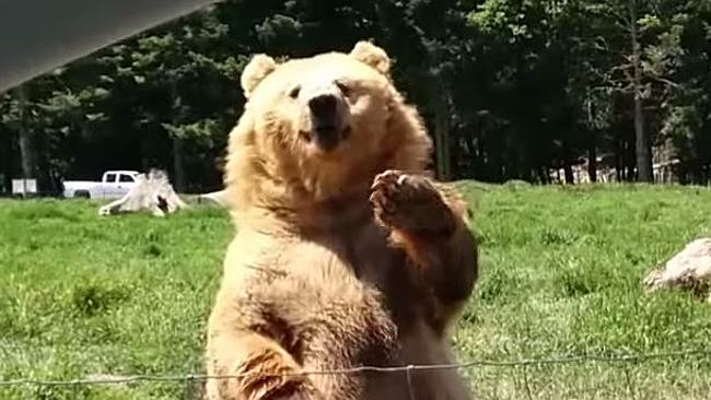 Bear catches lunch like a pro