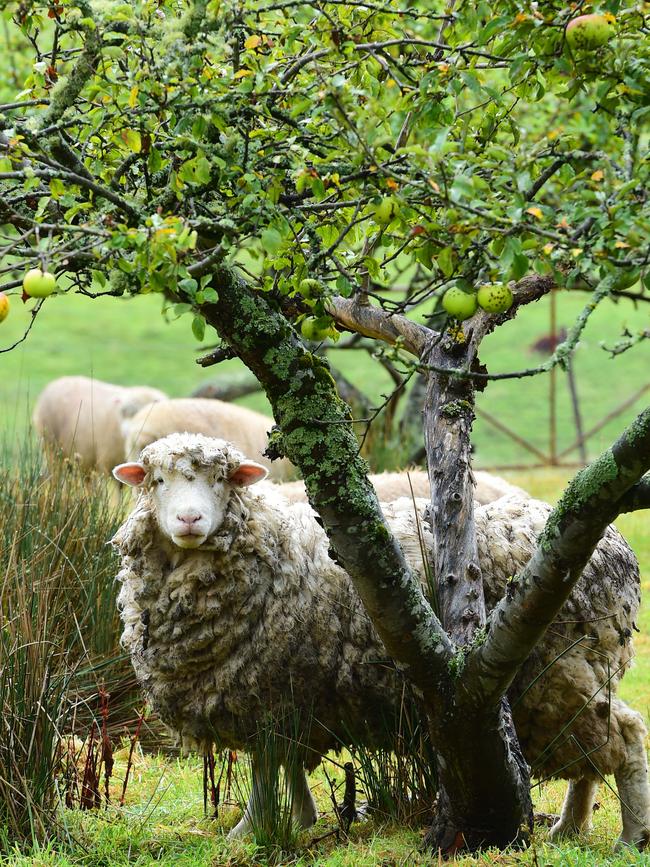 Rich was whacked with the huge fine after at least 44 sheep died on his Walkerville property. Picture: Zoe Phillips