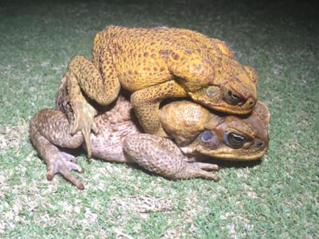 Shorter front limbs make it easier for toads to mate.