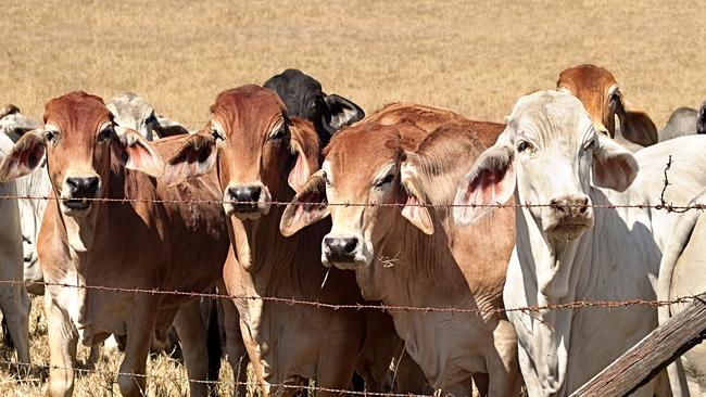 Reckless hunters and shooters have been targeting Territory cattle. Picture: iStock