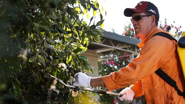 Field inspector Michael Lycett sprays trees during a fruit fly outbreak in Adelaide. Picture: Dean Martin