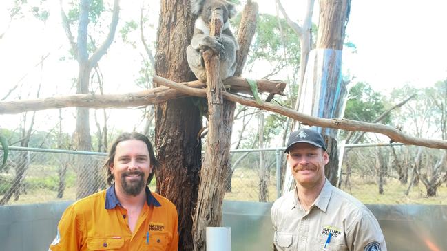 A team of scientists is undertaking a study to treat mange infections in koala populations, testing whether a simple, single dose of a drug used to successfully treat the skin disease in wombats could also be administered to koalas.