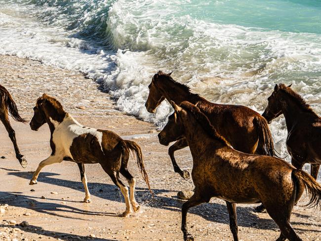 EMBARGO FOR TRAVEL + LUXURY MAGAZINE 17 MARCH 2023. Sumba. Sights on Sumba. PHOTOGRAPHY BY Chris Schalkx. WORDS BY Chris Schalkx. Ask permission to reuse images. Fees will apply. The resident troupe of Sandalwood ponies on the beach at Nihi Sumba.