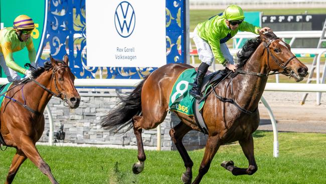 Tralee Rose required stitches after being galloped on in the Cup. Picture: Getty Images