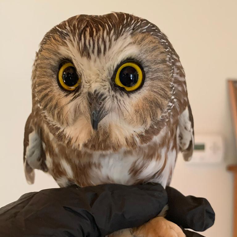 The owl was forced to survive for three days with no food or water. Picture: Ravensbeard Wildlife Centre/AFP