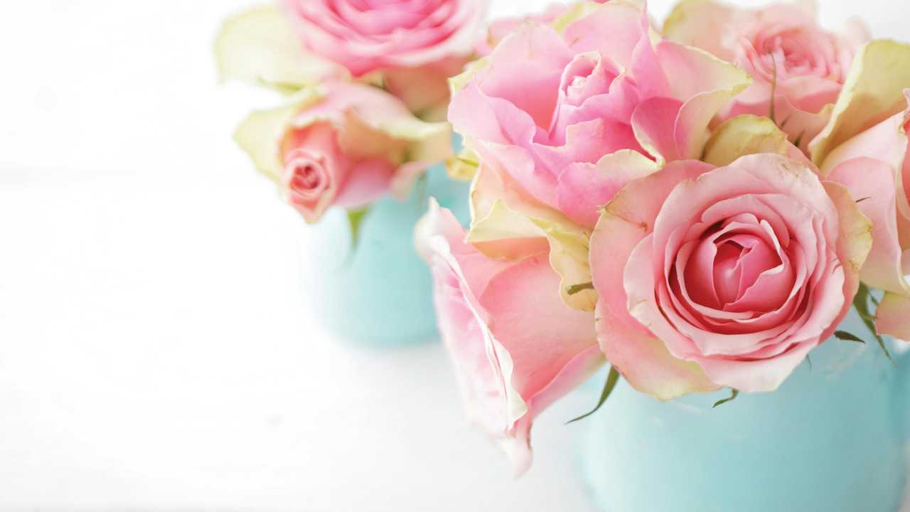 Pink roses have the same positive meaning as red roses on Valentine's Day. Picture: KMNPhoto