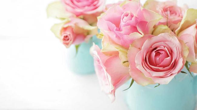 Pink roses have the same positive meaning as red roses on Valentine's Day. Picture: KMNPhoto