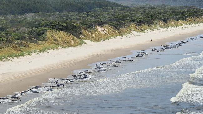 Hundreds of whales are stranded near Strahan. Picture: NRE Tas via Getty Images