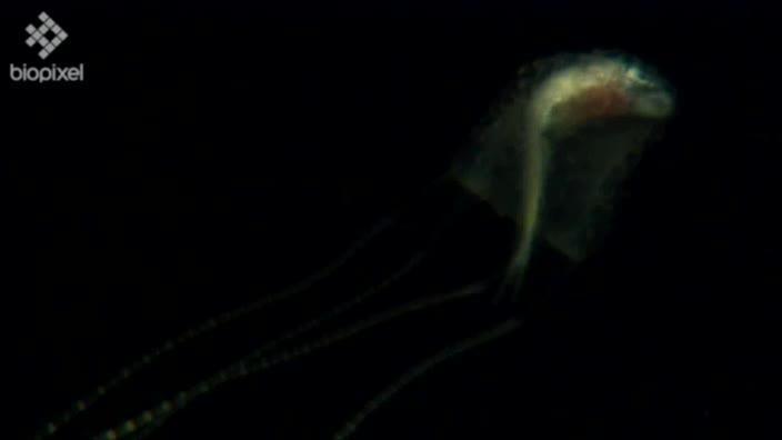 Deadly Irukandji jellyfish are heading further south on an invasion of ...