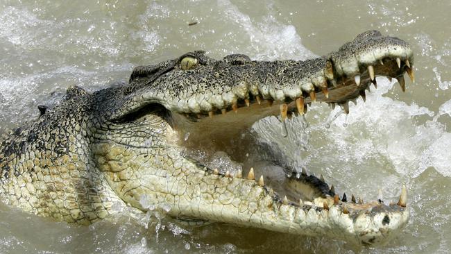 Saltwater crocodile in Adelaide River, NT 15 Oct 2005. /Crocodiles