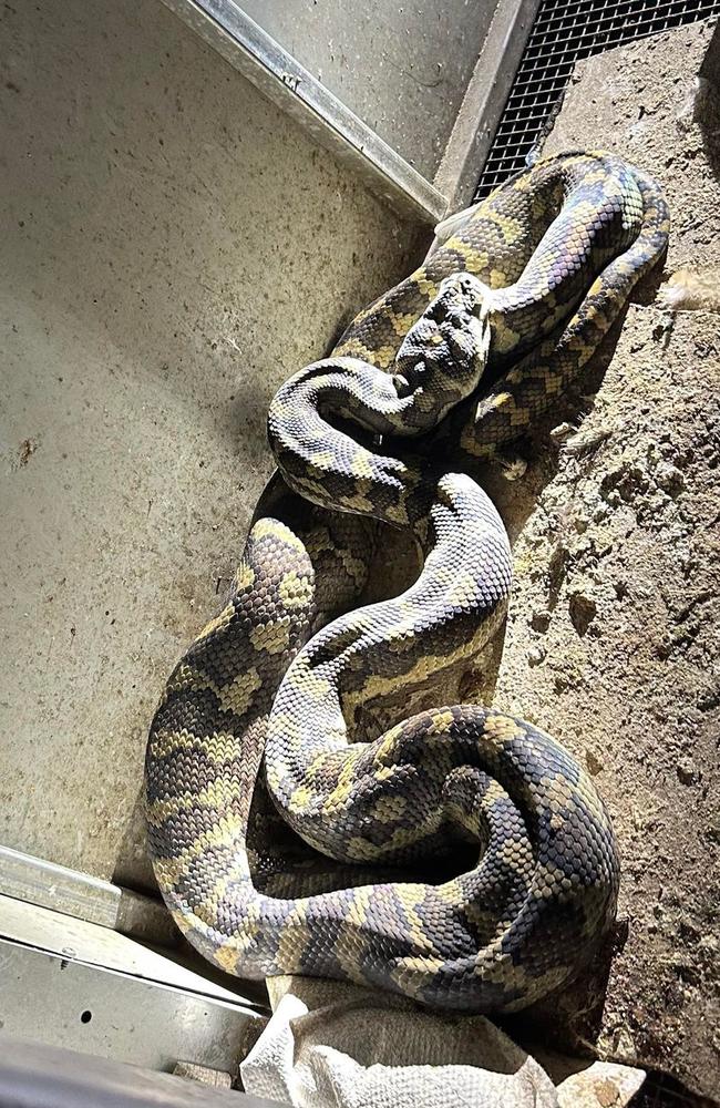 Sara Hof from Bondoola returned home from dinner to find a huge python in her chook pen.