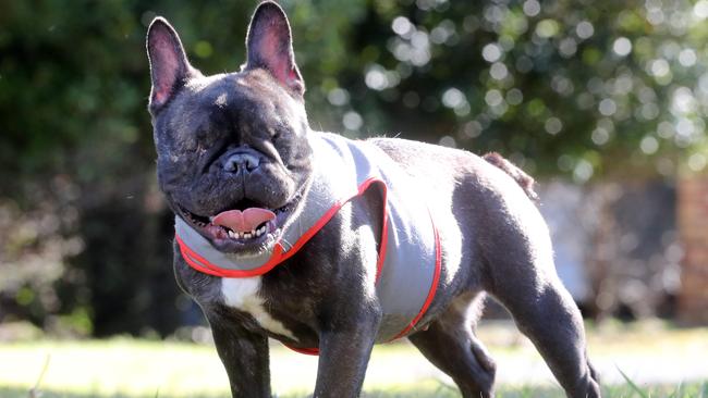 Honeybear the french bulldog without her eyes. Photo by Richard Gosling