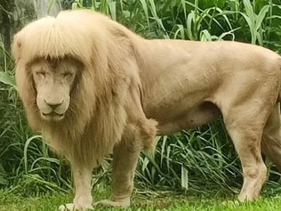 Hang Hang at Guangzhou Zoo in China, sports a unique mane. Zookeepers insist his golden locks were left limp and droopy by the 32C heat and 89% humidity. Hang Hang was snapped trawling around his enclosure with a fellow lion on May 29, and a caretaker said photos of the 'do attracted more visitors.', Picture: Supplied