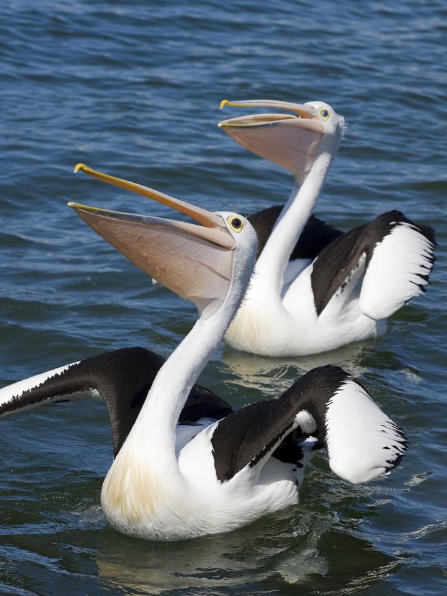 East Gippsland pelicans. Picture: Visit Victoria