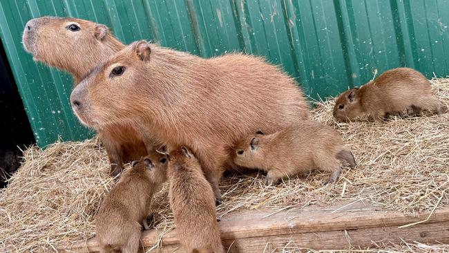 Wing's Wildlife Park introduces Capybara quadruplets born on February 5, 2025. Picture: Wing's Wildlife Park.