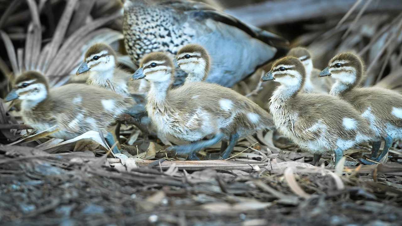 LOVE A DUCK: Plucky cadet reporter risks severe damage to push-bike saving ducklings. Picture: Mike Richards GLA250918DUCK