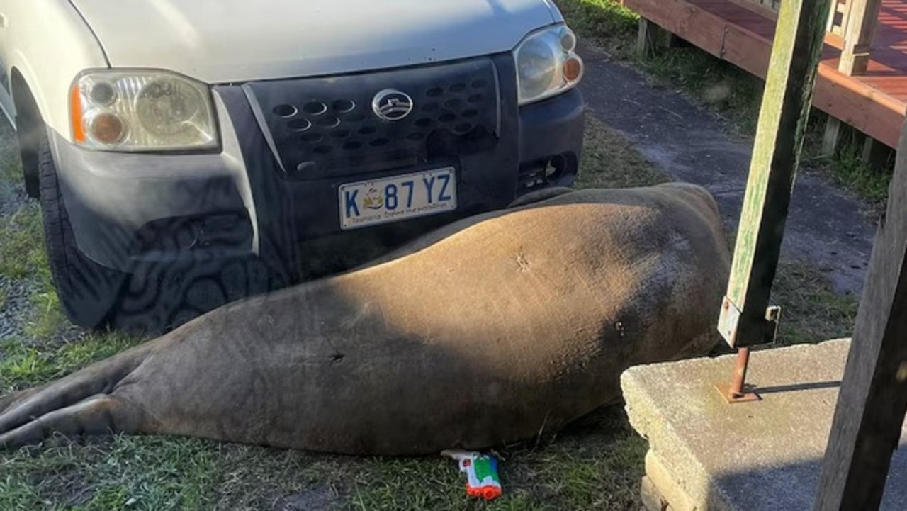 600kg visitor disrupts morning commute