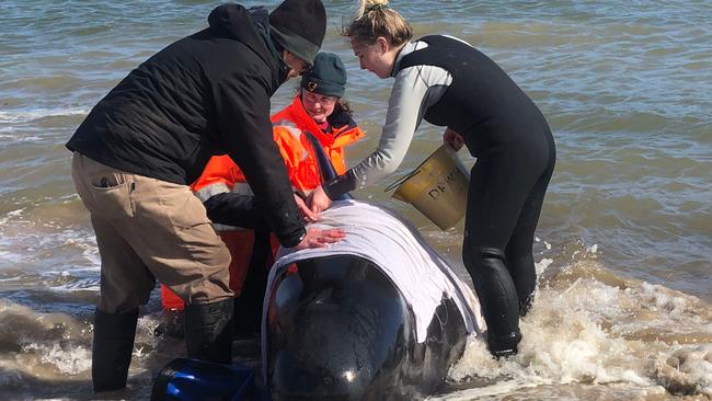 Rescuers help a whale in Macquarie Harbour on the rugged west coast of Tasmania. Picture: Tasmania Police