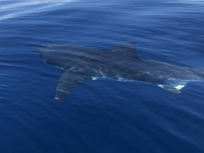 They took this picture of the great white, which they estimated to be 3.5m long. Picture: Supplied