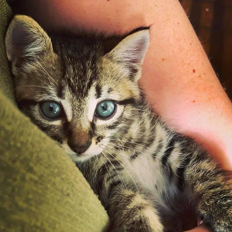 His name is Meow Meow, a rescue kitty dumped in a box on the footpath with his 3 siblings at around 3 weeks of age... he is the sweetest addition to our household. Picture: Nathalie Pallandre. Cutest cats in Wynnum.